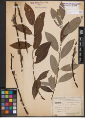 Foto von Salix caprea L. x Salix daphnoides Vill.